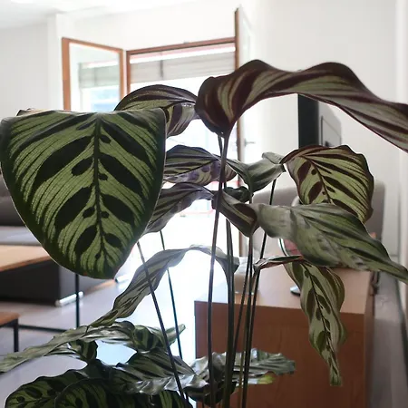 C A L M Au Coeur Du Valais Appartement *