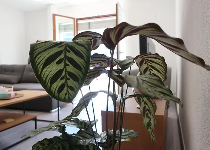 C A L M Au Coeur Du Valais 公寓 *